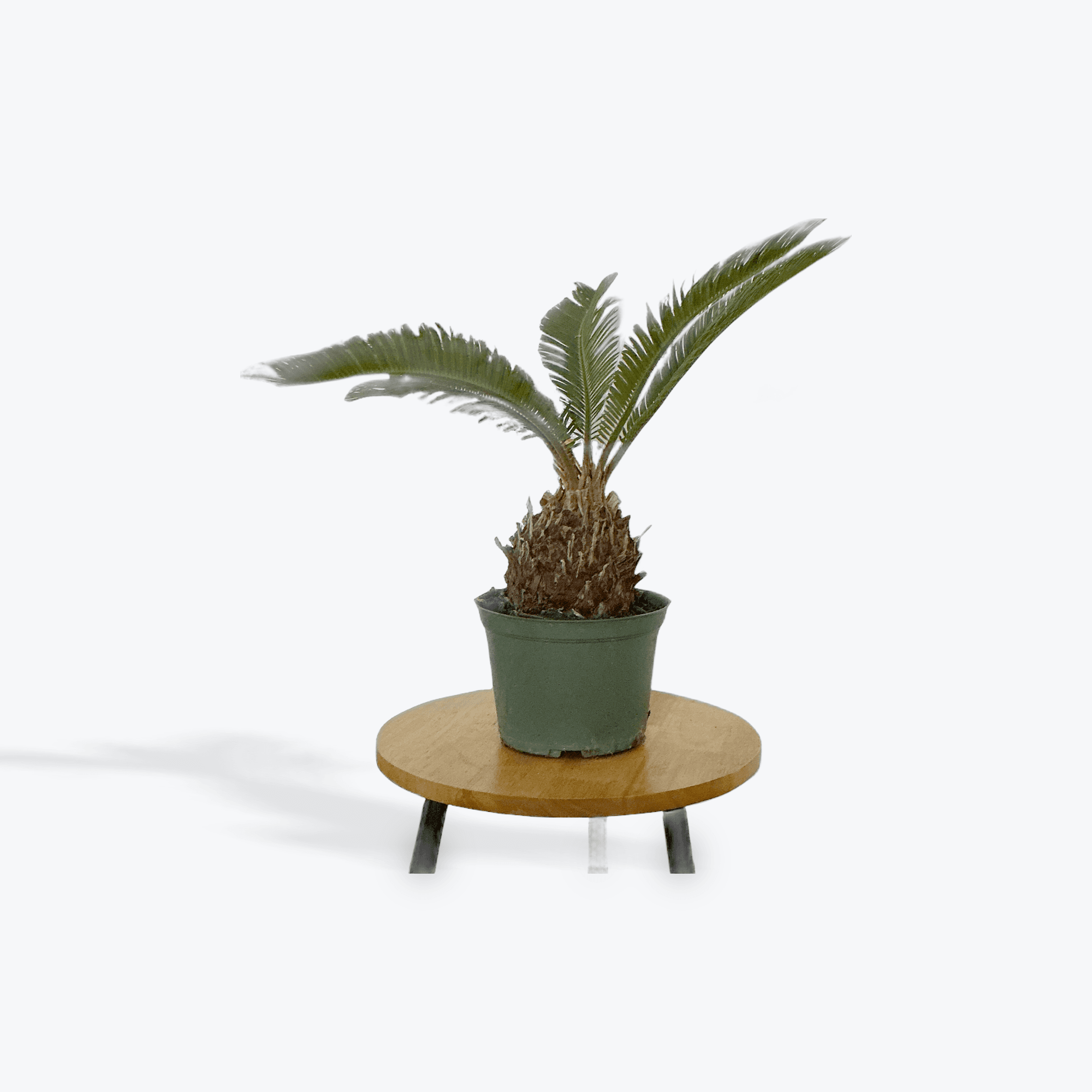 Palm 6"