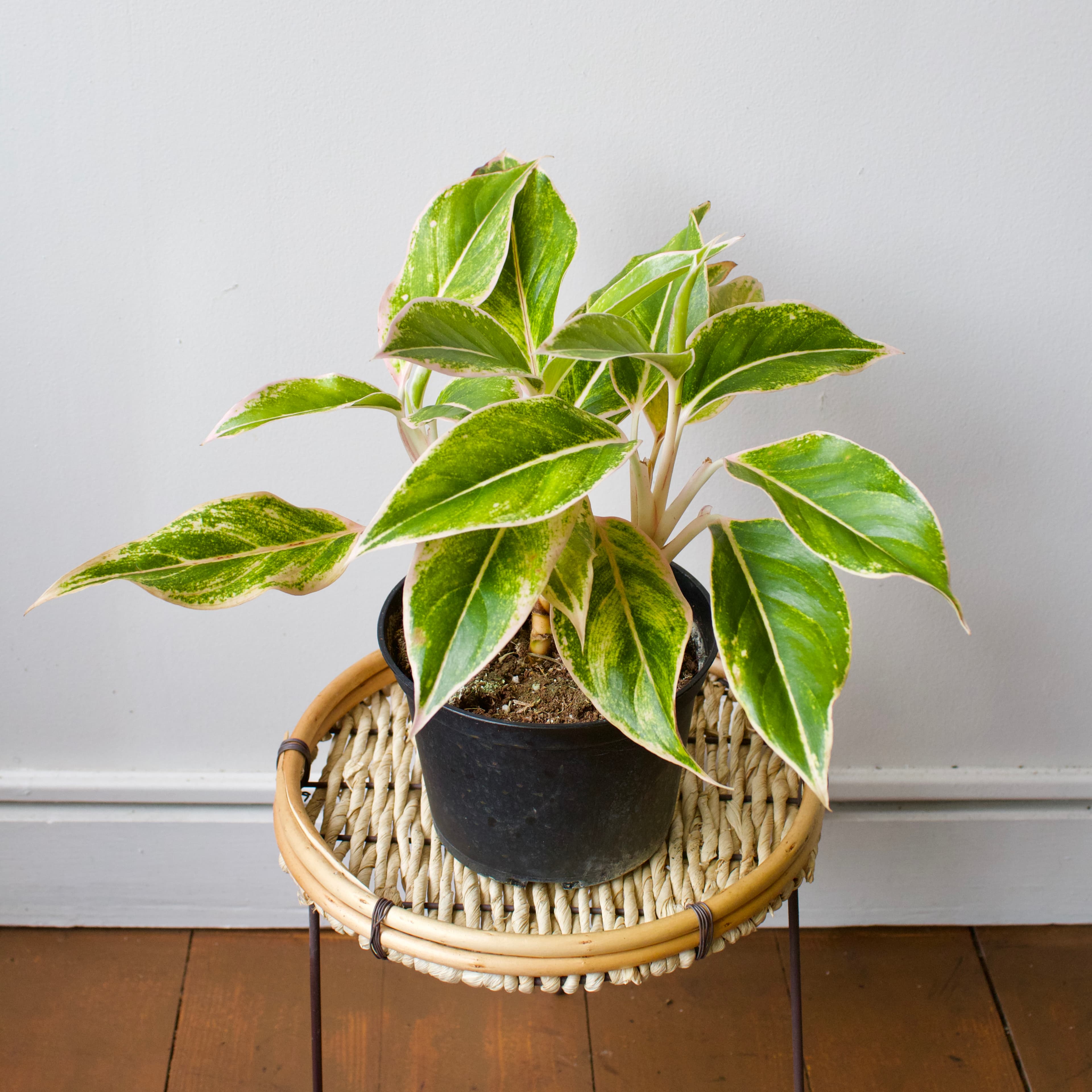 Aglaonema 4"