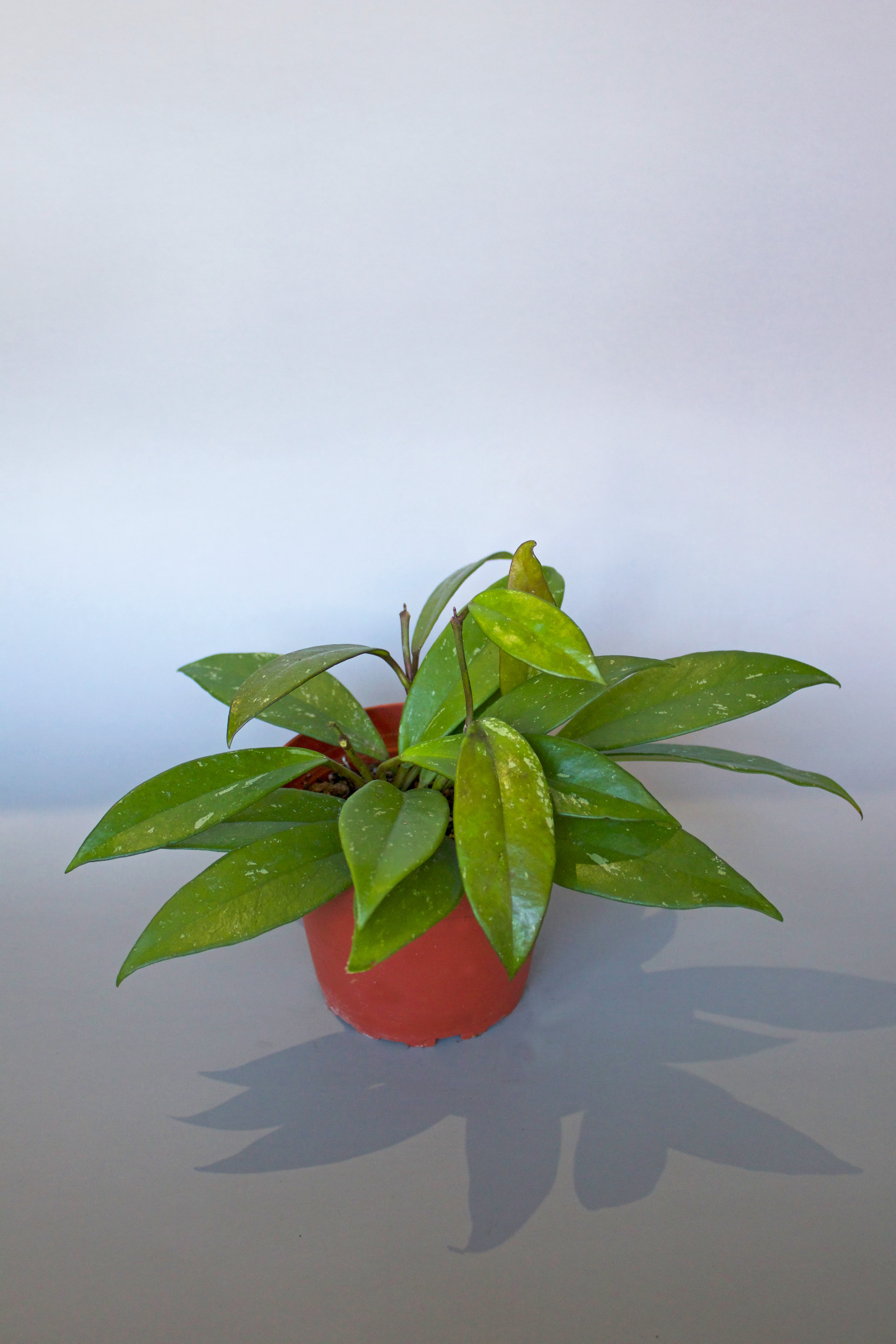 Hoya 4"
