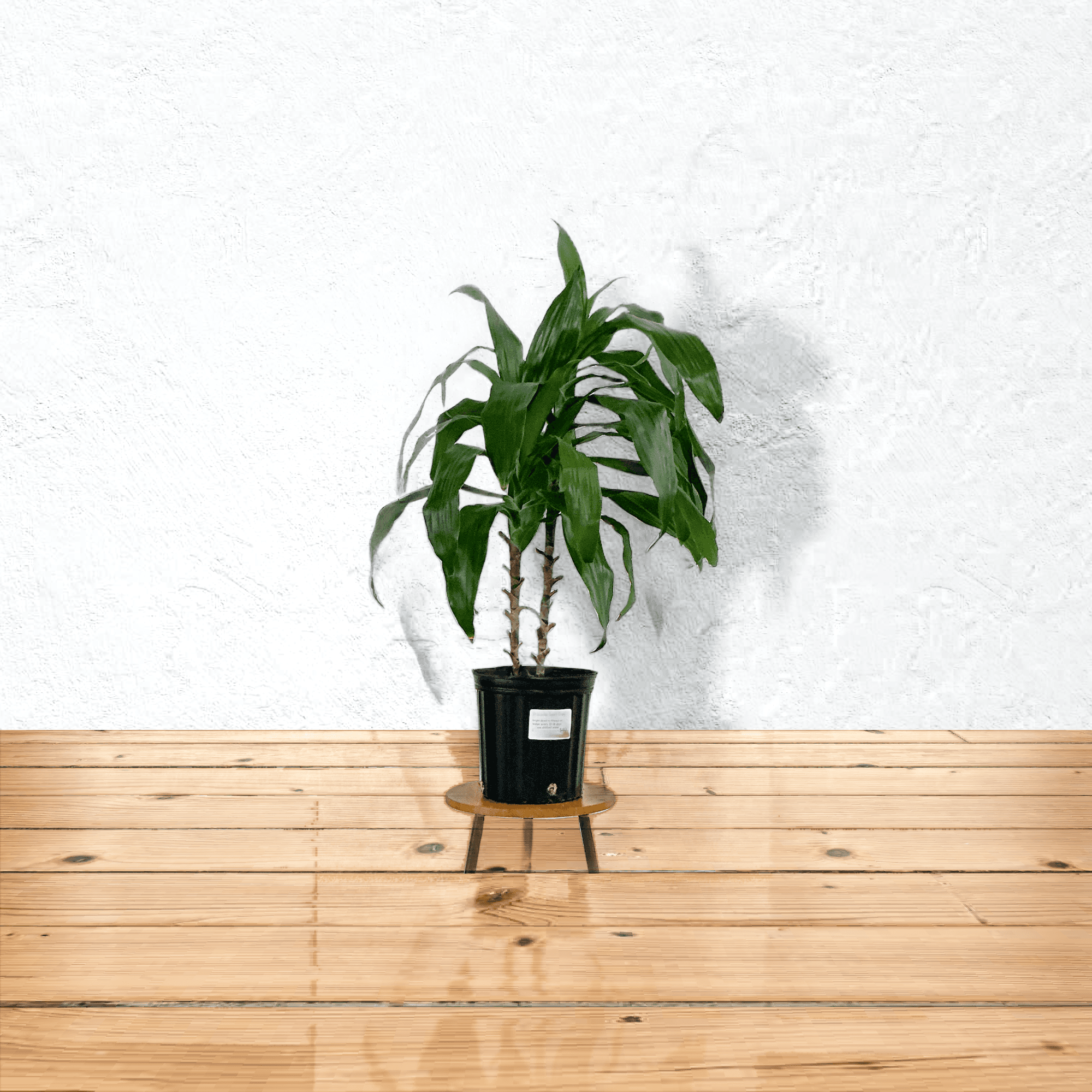 Dracaena 8"
