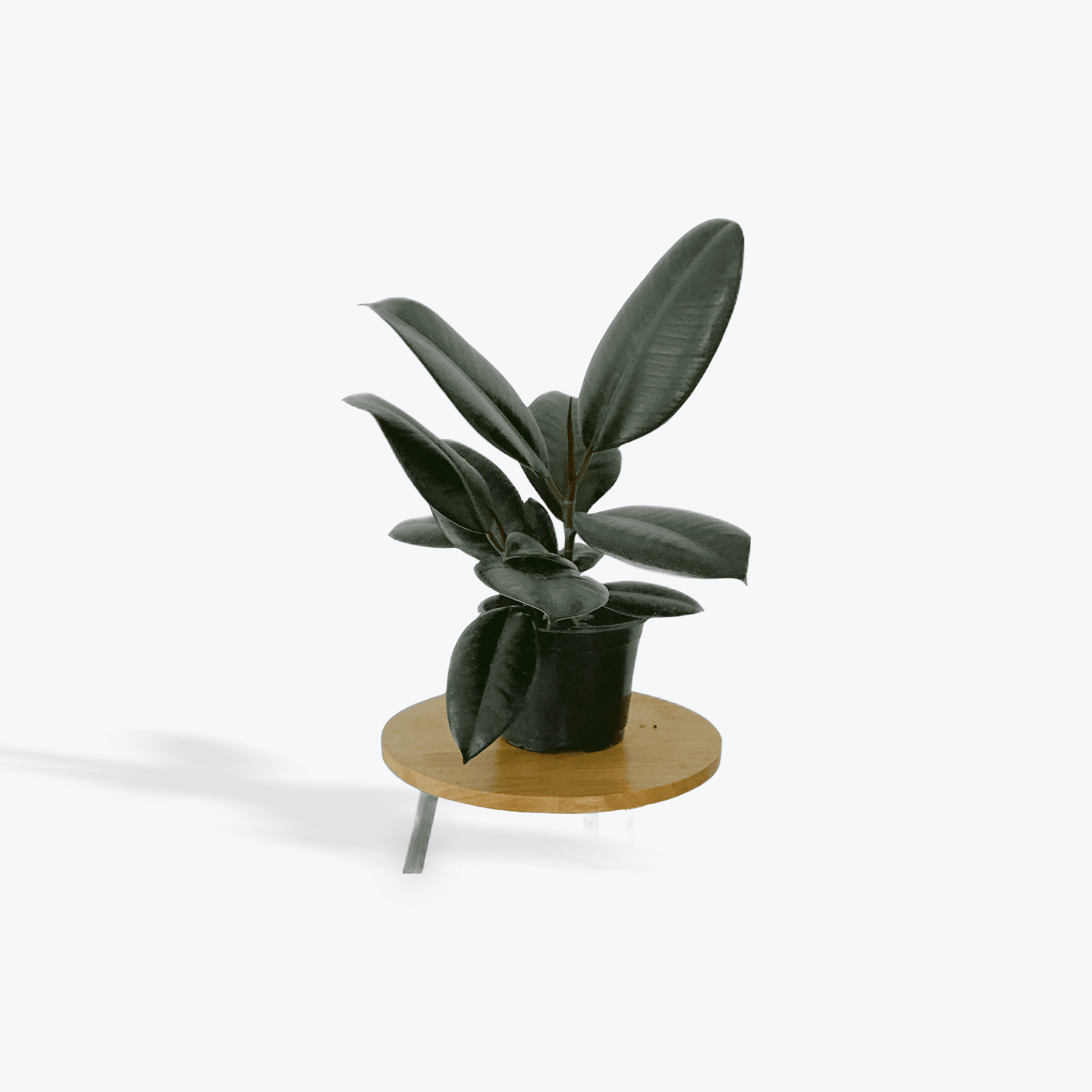 Ficus 6"