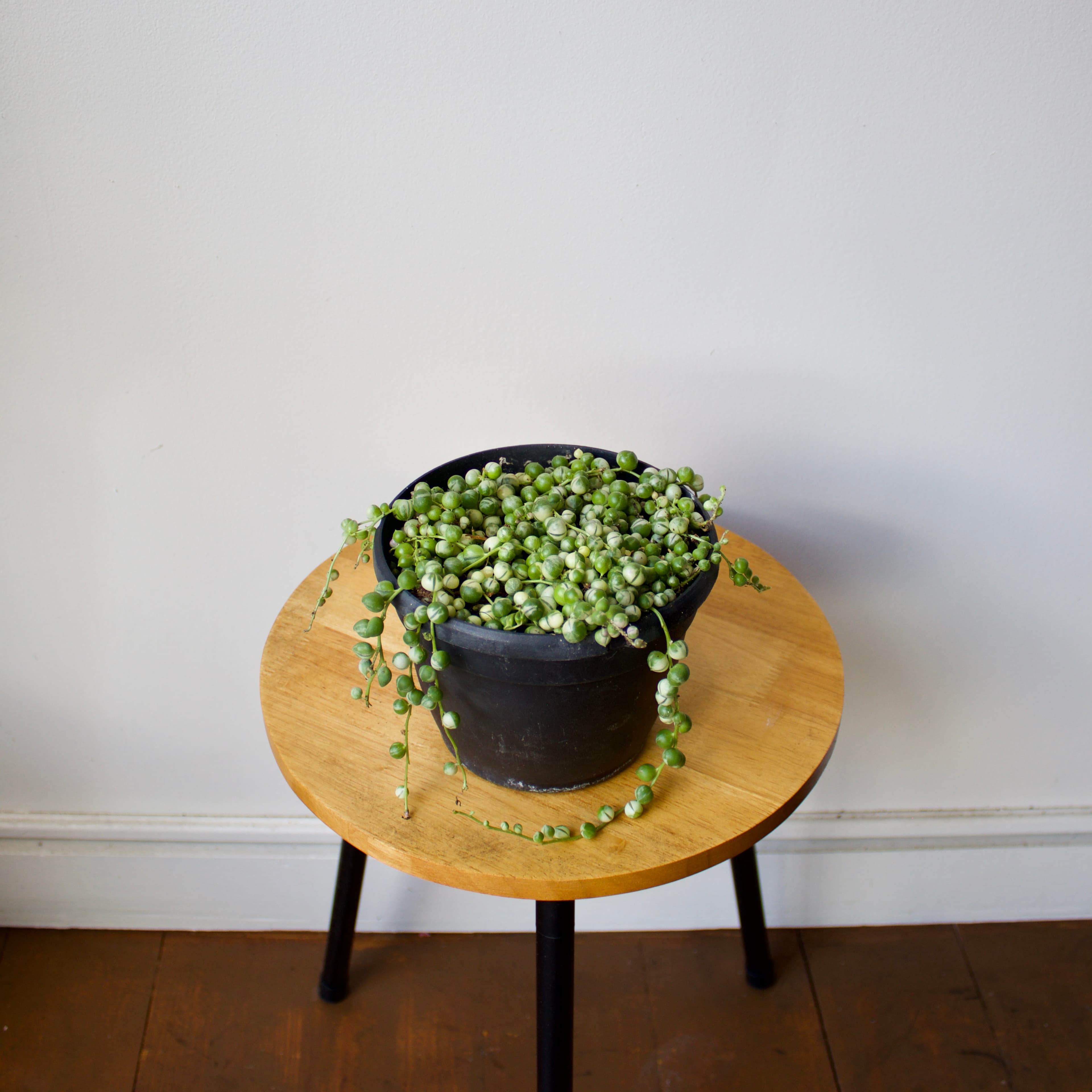 String of Pearls 6"