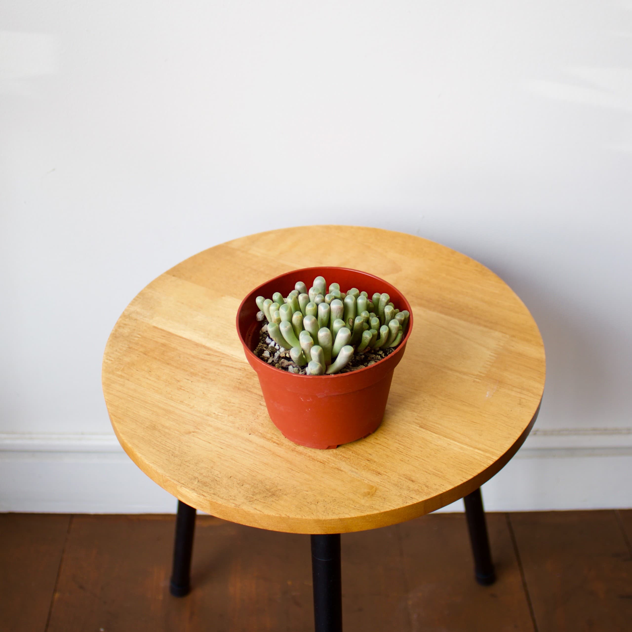 Baby Toes | 4 inch | Fenestraria aurantiaca
