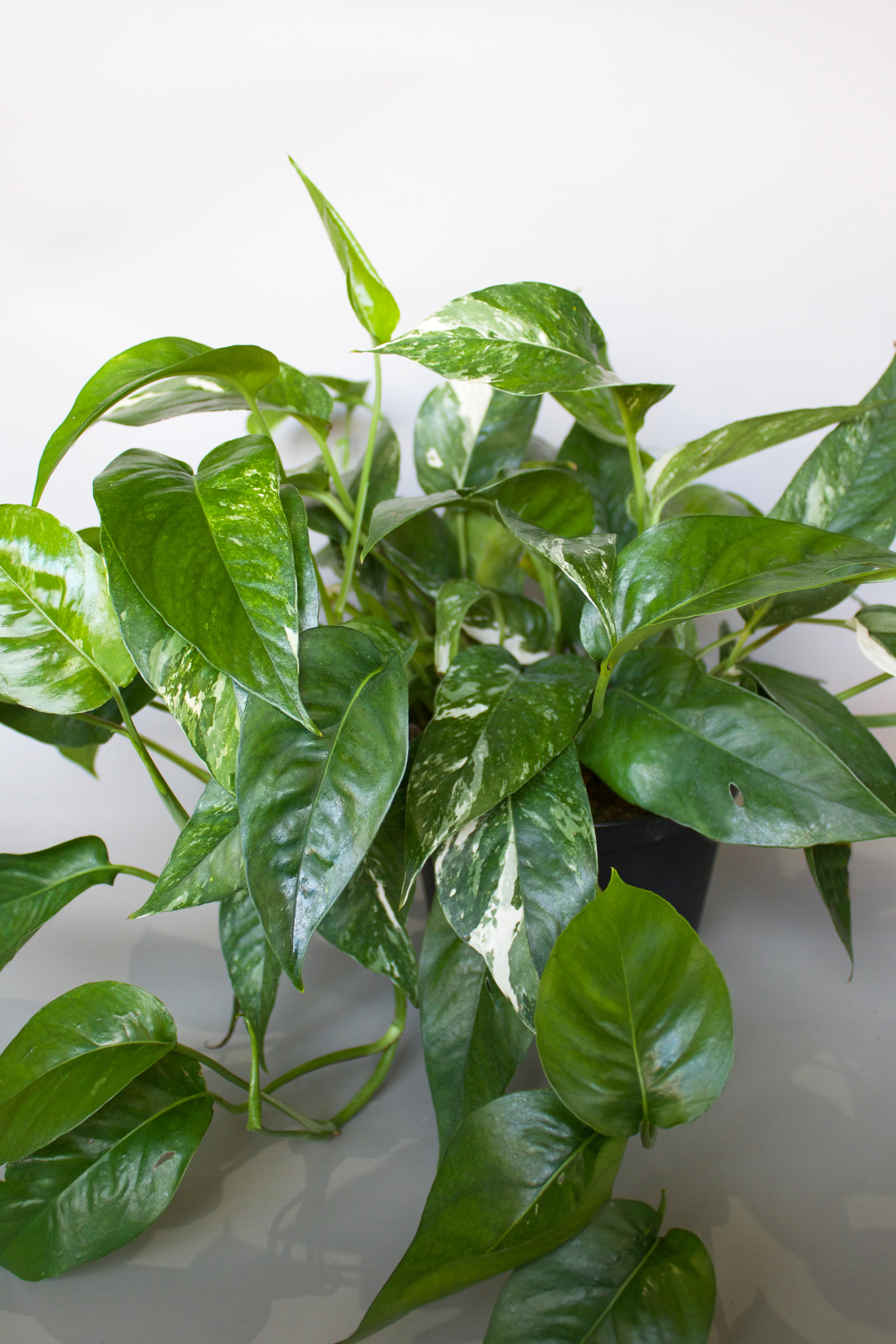 Epipremnum 6"