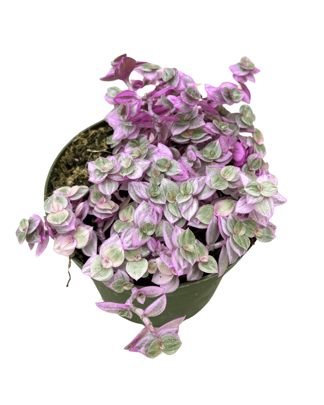 4" Tradescantia 'Pink Lady' - Live Houseplant