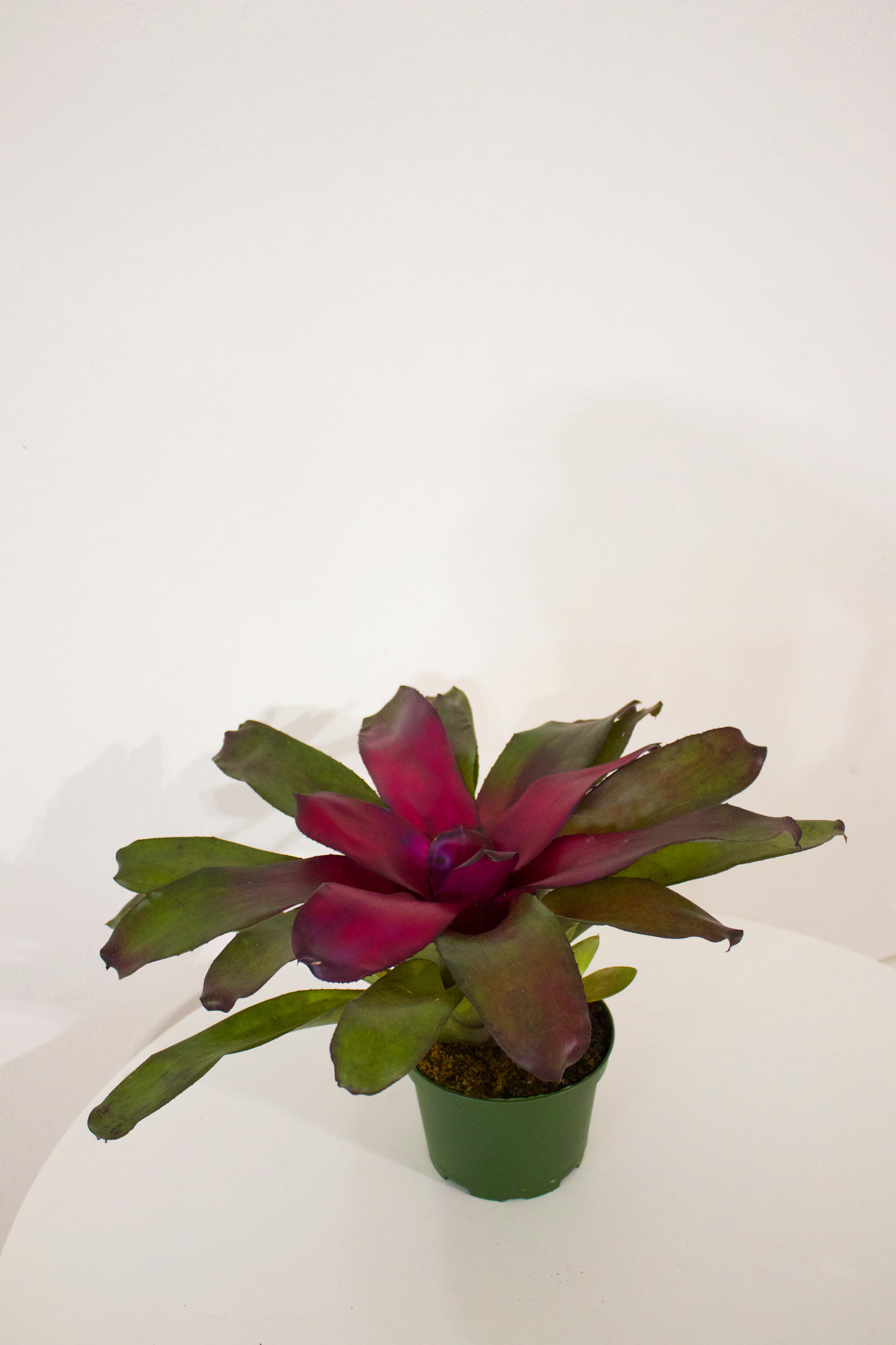 Bromeliad 6"