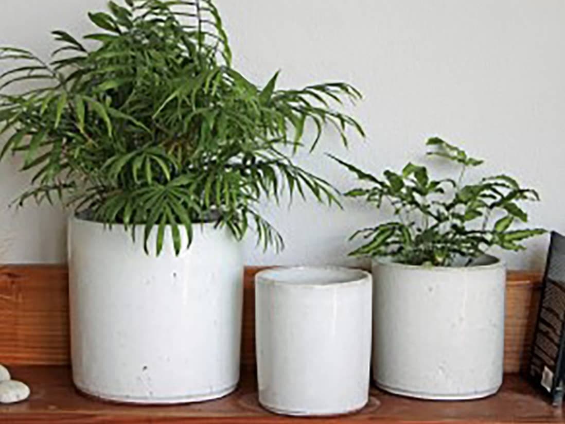 Begonia Planter White Spot 8"