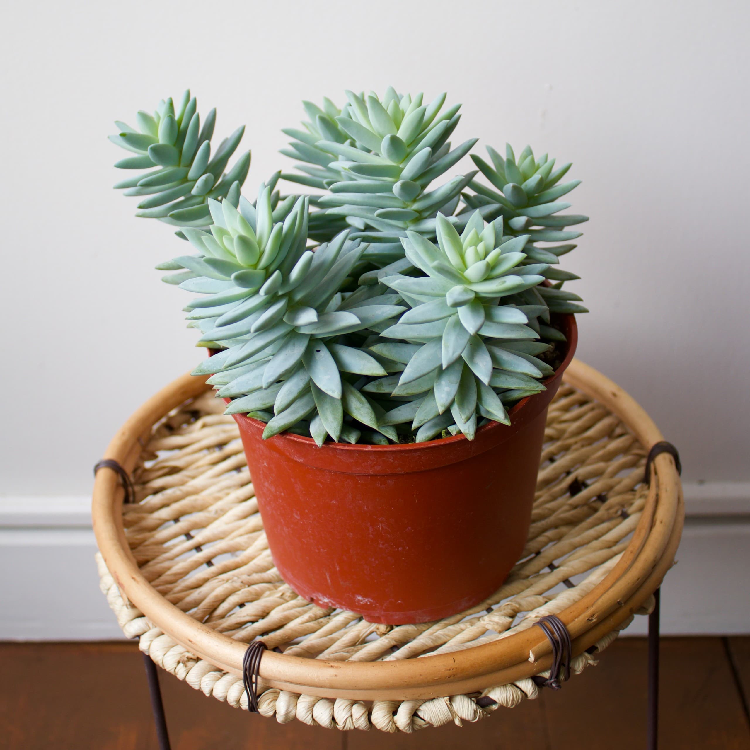 Succulent 6"