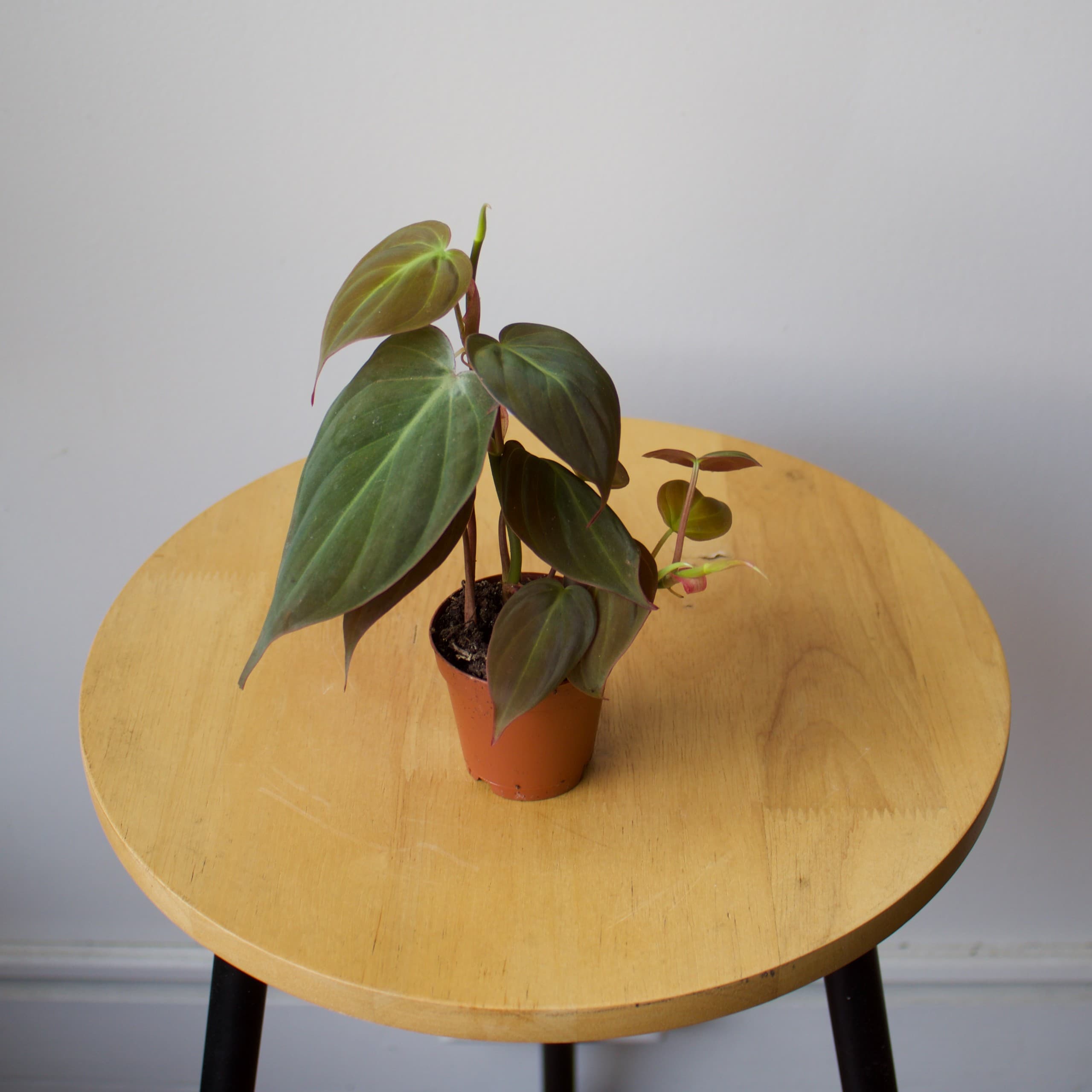 Philodendron 2"