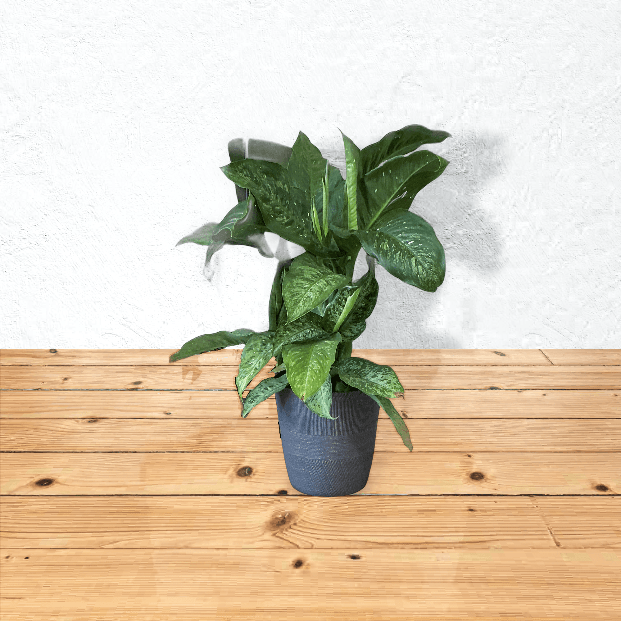 Dieffenbachia 10"