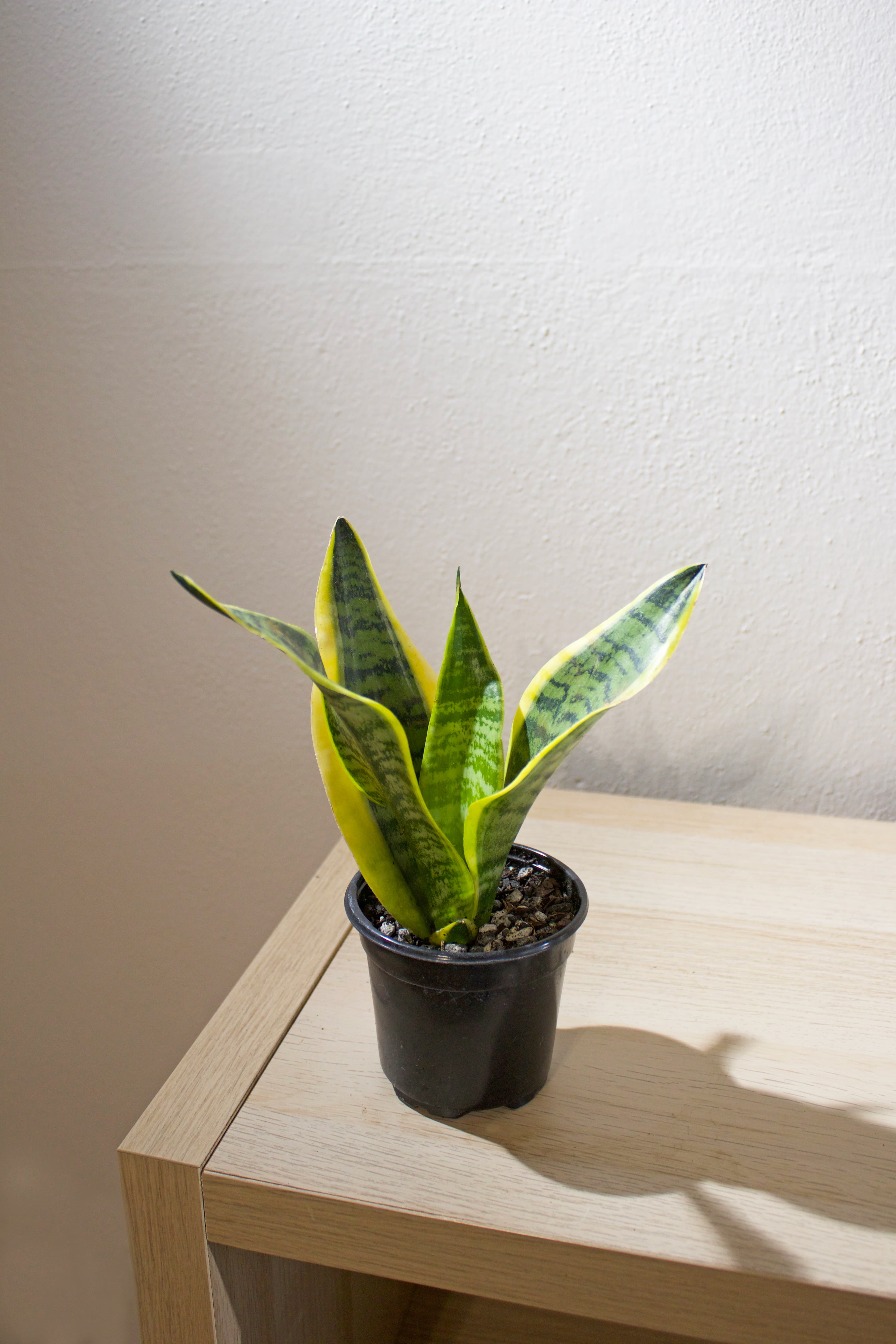 Sansevieria Snake Plant 4"