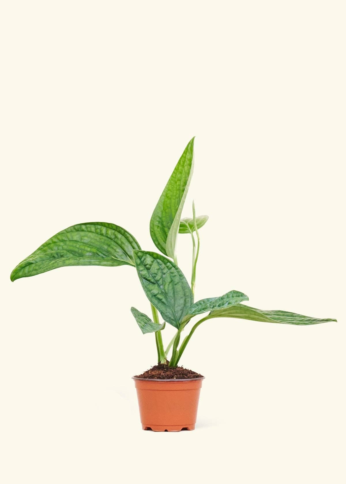 Monstera 'Peru' Live Plant (4" or 6" Pot)