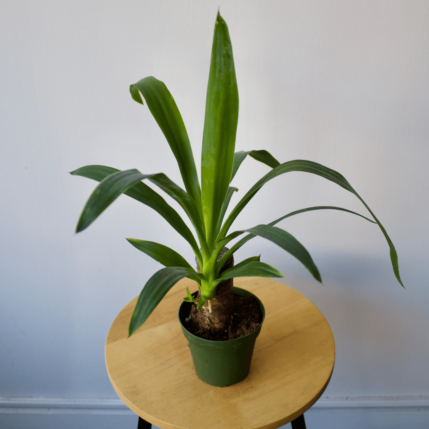 Yucca Cane 4"