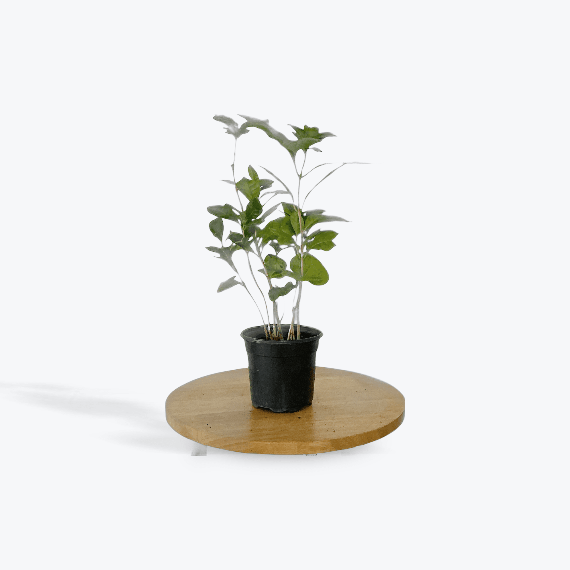 Coffee Tree 4"