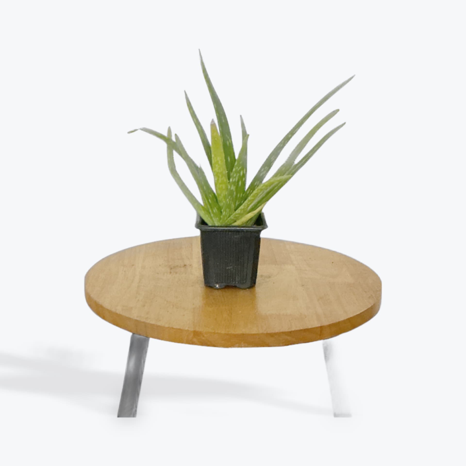 Aloe 4"