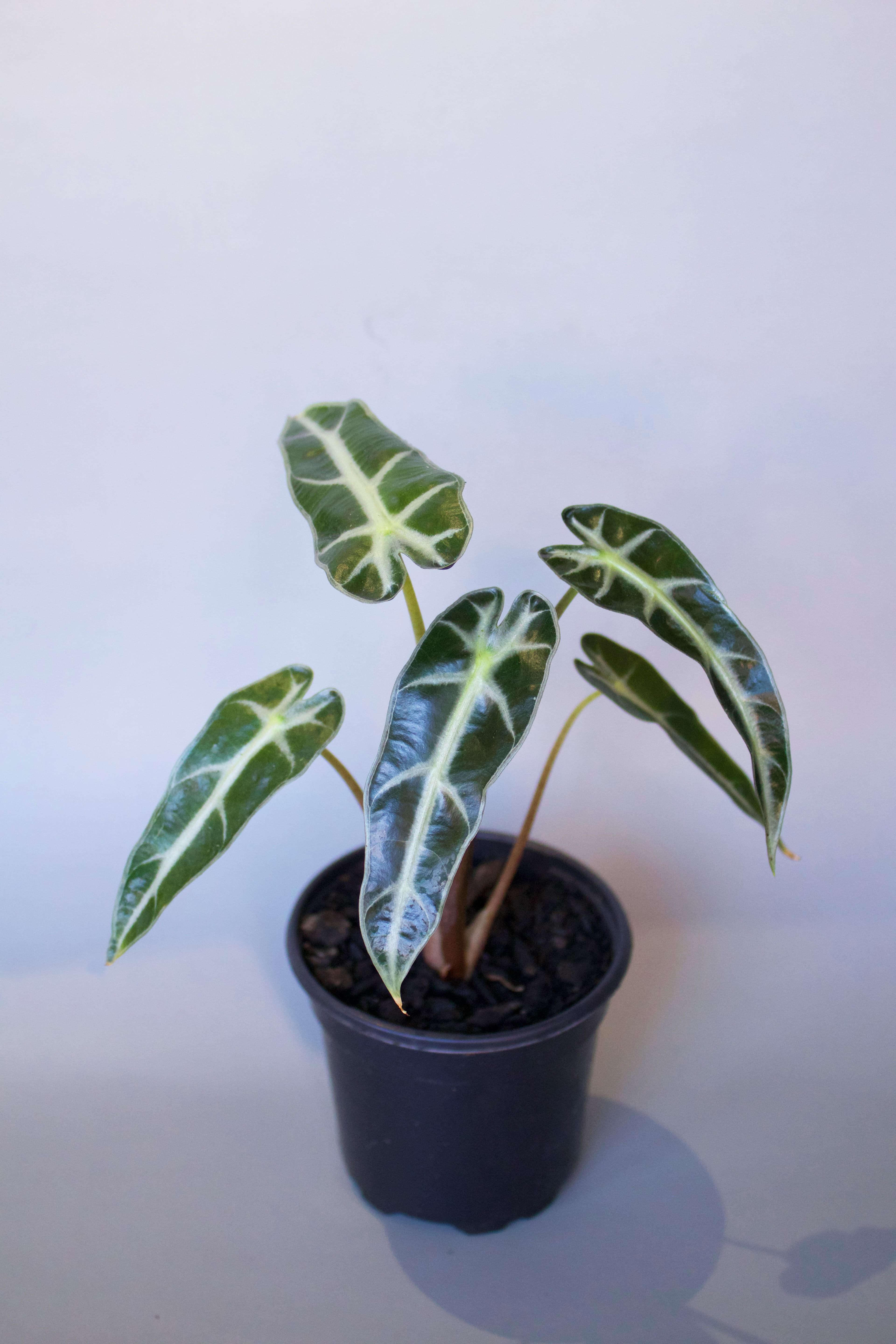 Alocasia 4"